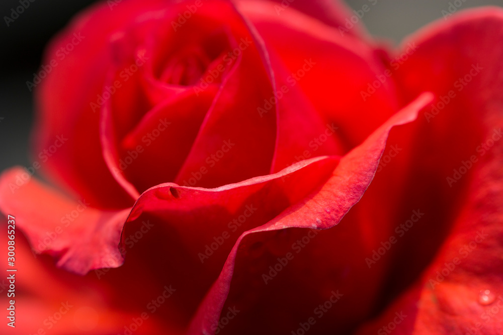 Red Rose with Red petals. Red Rose with Red petals.