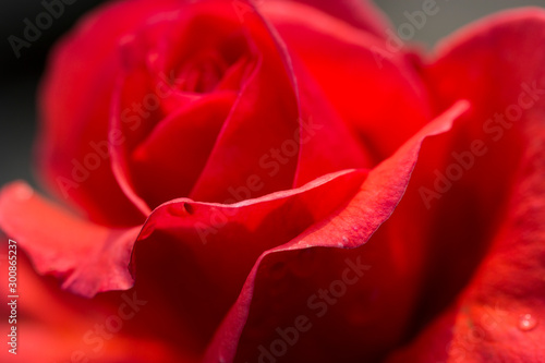 Red Rose with Red petals. 