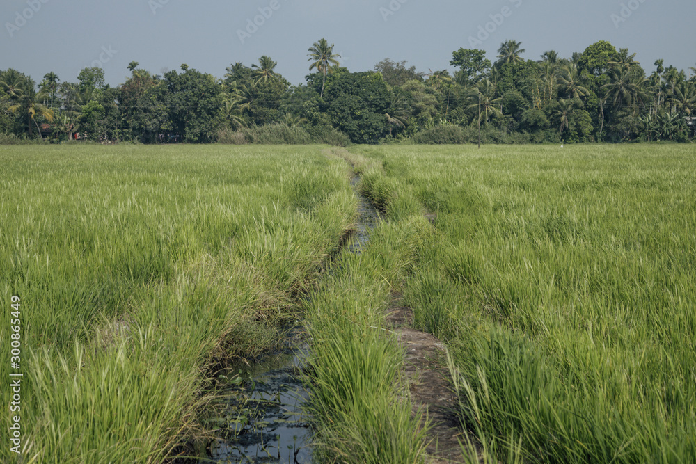 Irrigation system in a rice field in Kerala, India Irrigation system in a rice field in Kerala, India