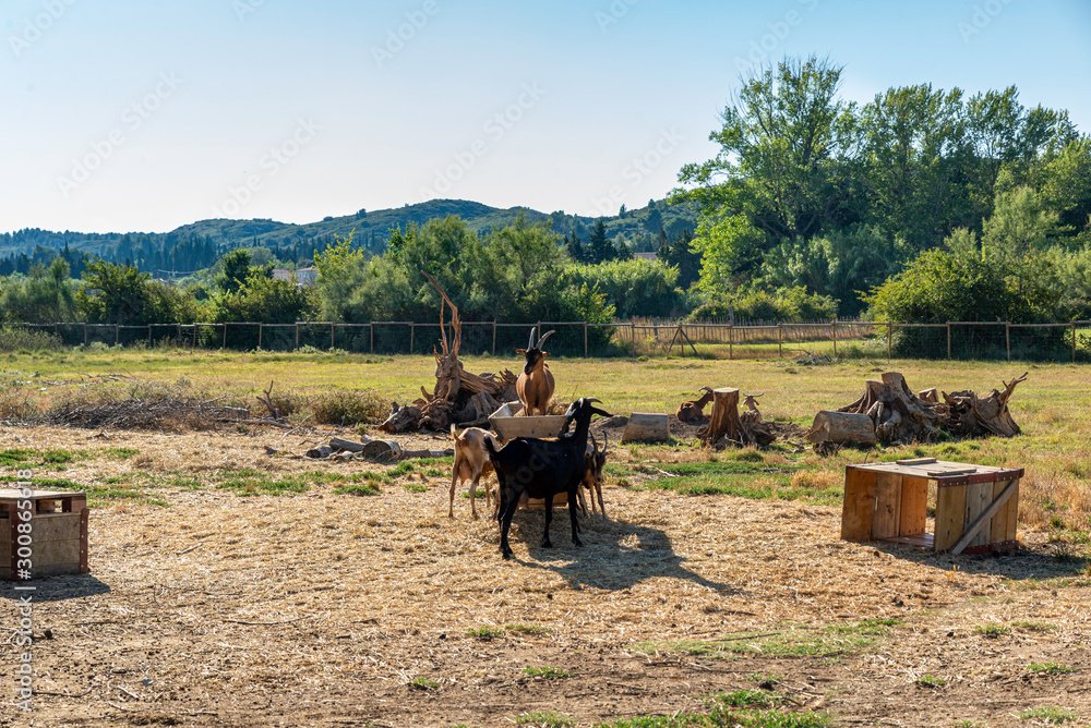 Obraz premium chèvre