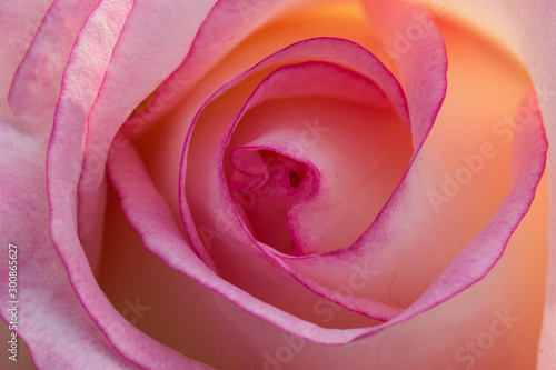 Closeup Top View of Pink Red Rose with pink petals.
