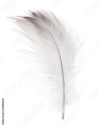 light duck feather with brown edge