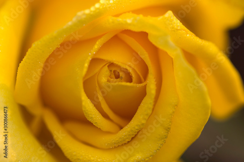 Closeup of yellow Rose.