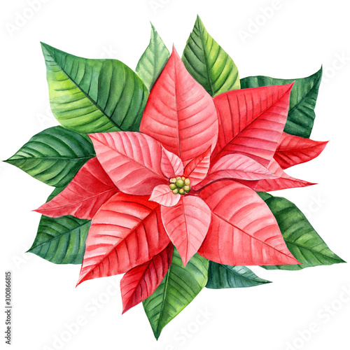 watercolor poinsettia, christmas star on isolated white background, botanical illustration