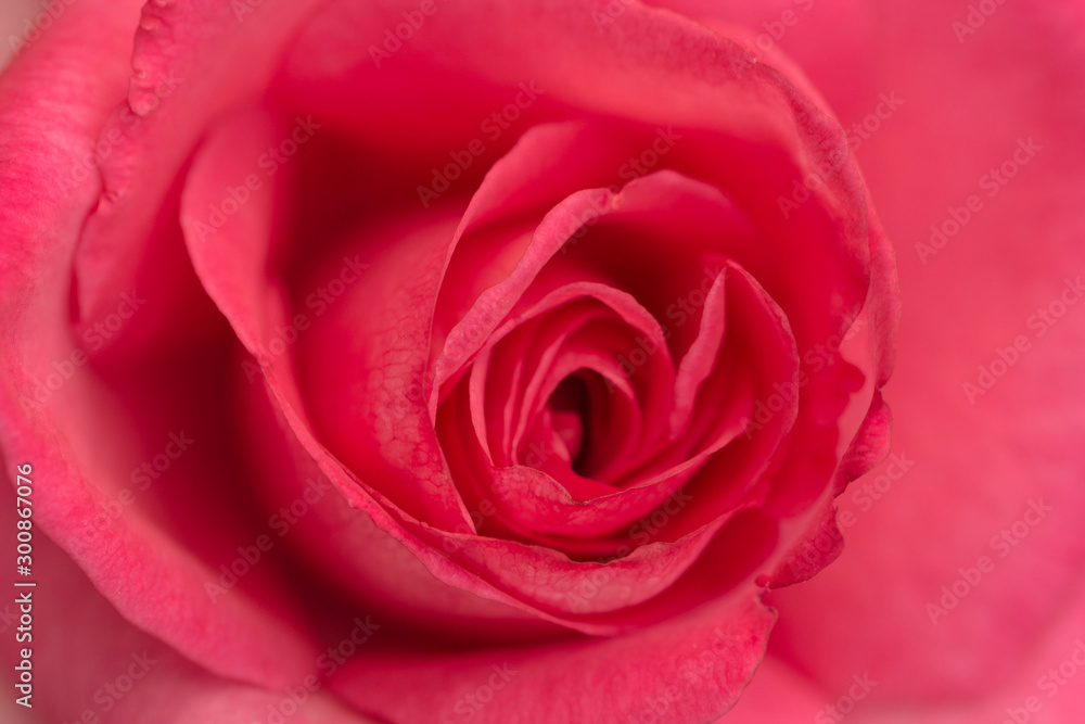Closeup of Pink Rose. Closeup of Pink Rose.