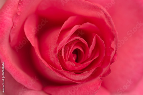 Closeup of Pink Rose.