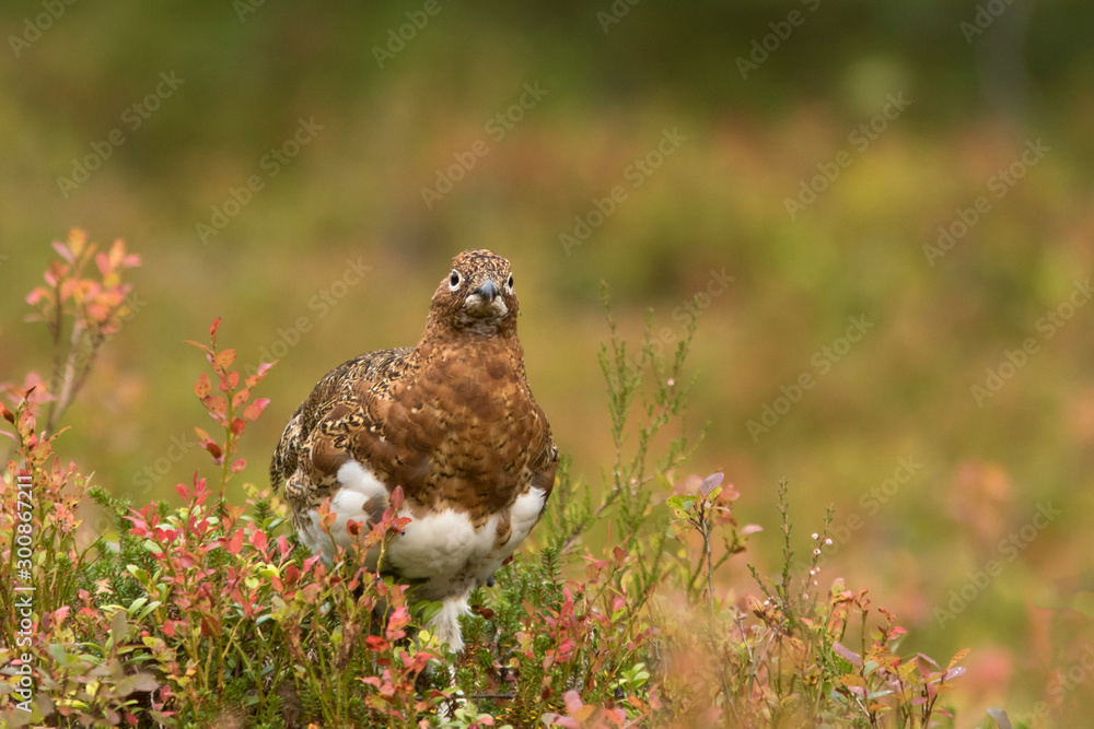 Obraz premium Willow ptarmigan (Lagopus lagopus) among different colorful shrubs during autumn foliage in Finnish nature