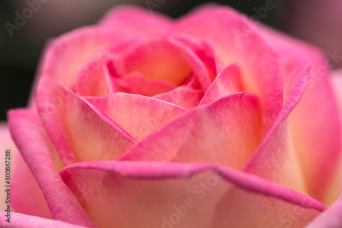 Closeup of Pink Rose with Pink petals.