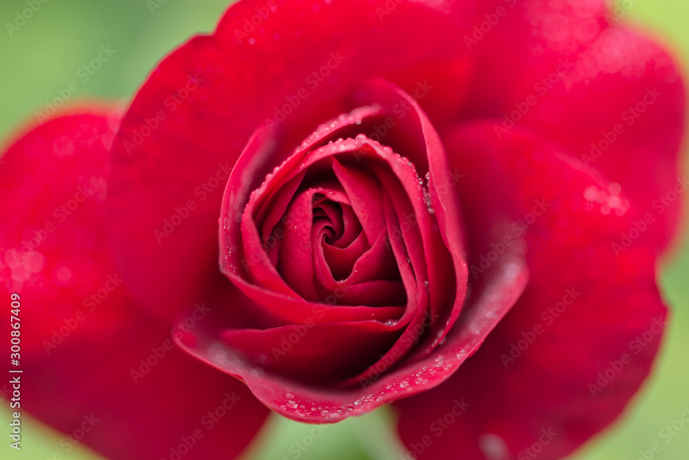Red Roses with textured petals. Red Roses with textured petals.