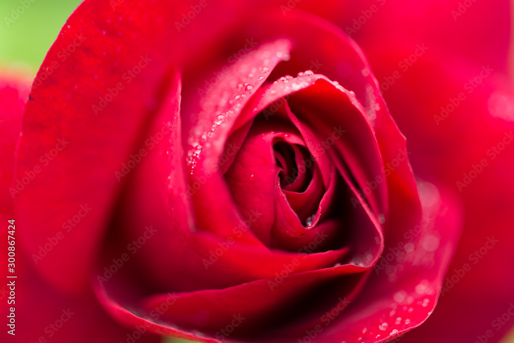 Red Rose with water droplets. Red Rose with water droplets.