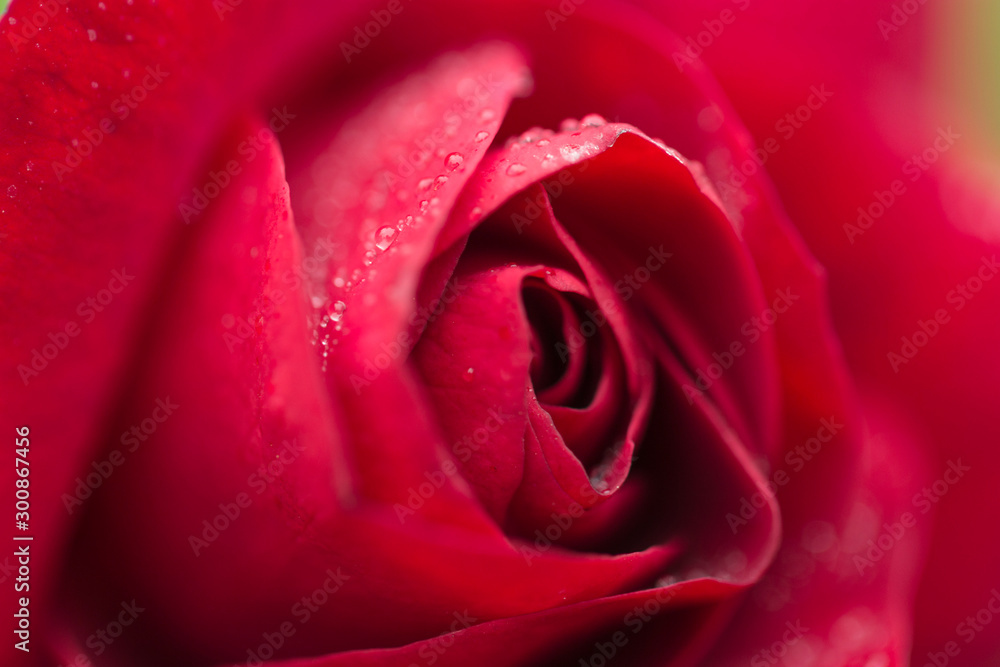 Closeup of Red Rose with water droplets on textured petals. Closeup of Red Rose with water droplets on textured petals.