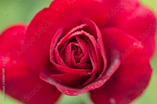 Red Roses with textured petals.