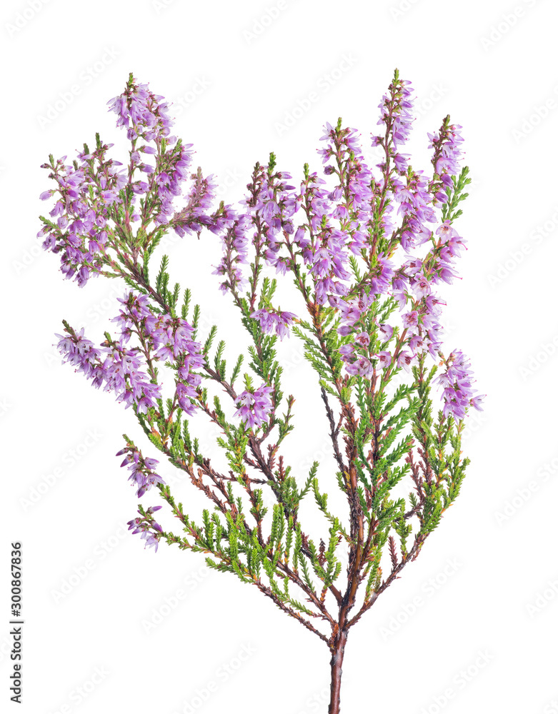 lilac lush blossoming heather branch on white