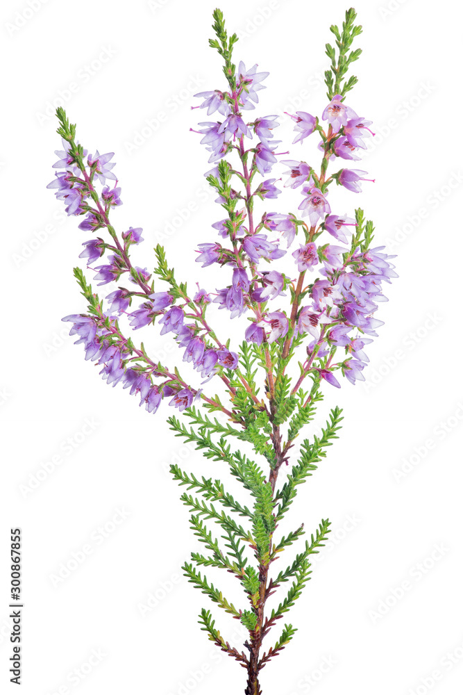 Naklejka premium lilac blossoming heather single branch on white