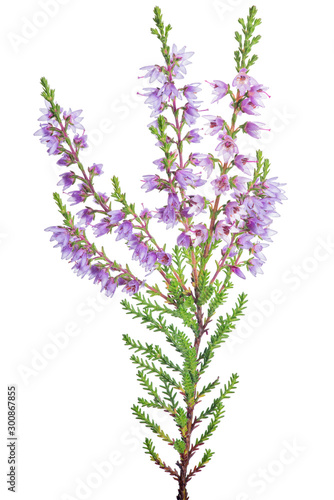 lilac blossoming heather single branch on white