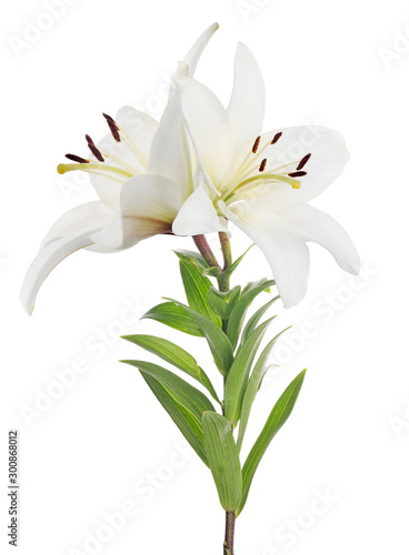 Fototapeta Naklejka Na Ścianę i Meble -  pure white lily with two blooms