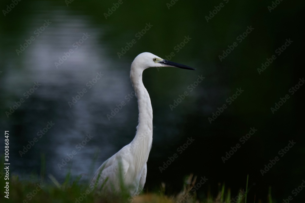 White Egret Near a Lake White Egret Near a Lake