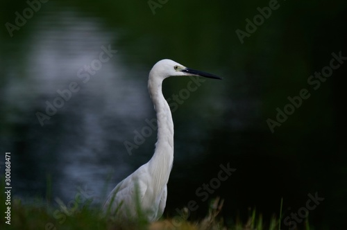 White Egret Near a Lake © Koth