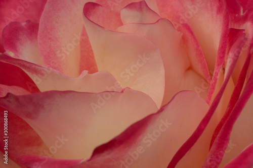 Fototapeta Naklejka Na Ścianę i Meble -  Closeup of white and pink Rose petals.