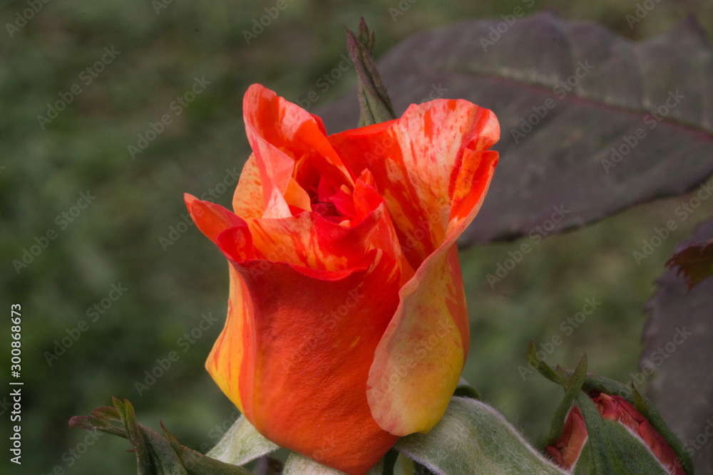 Orange Rose with orange textured petals. Orange Rose with orange textured petals.