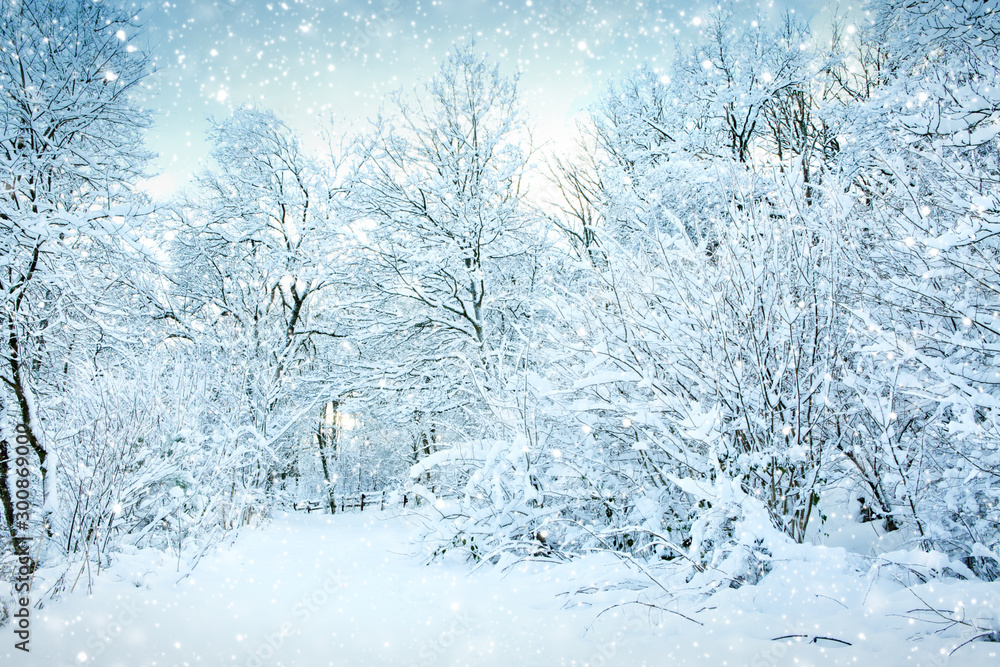 Winter landscape with snow covered trees in the forest. Winter landscape with snow covered trees in the forest.