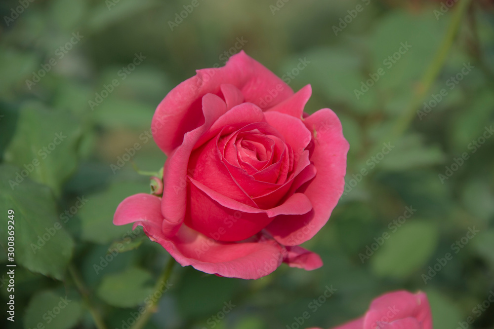 Pink Rose with Pink petals.