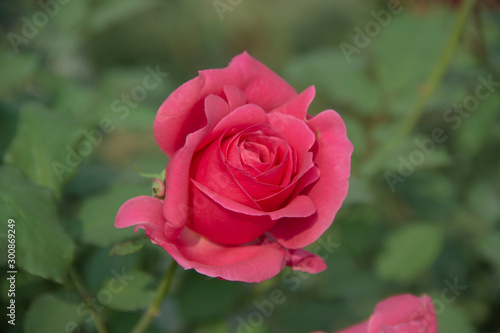 Pink Rose with Pink petals.