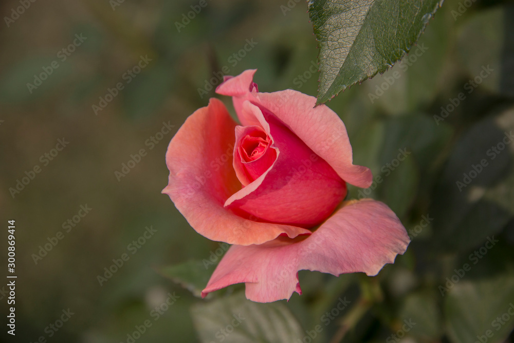 Pink Rose with pink petals. Pink Rose with pink petals.