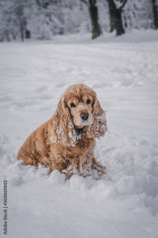 red cocker spaniel among the snowy white fluffy trees in the middle of the forest park in the deep snow cold winter plays