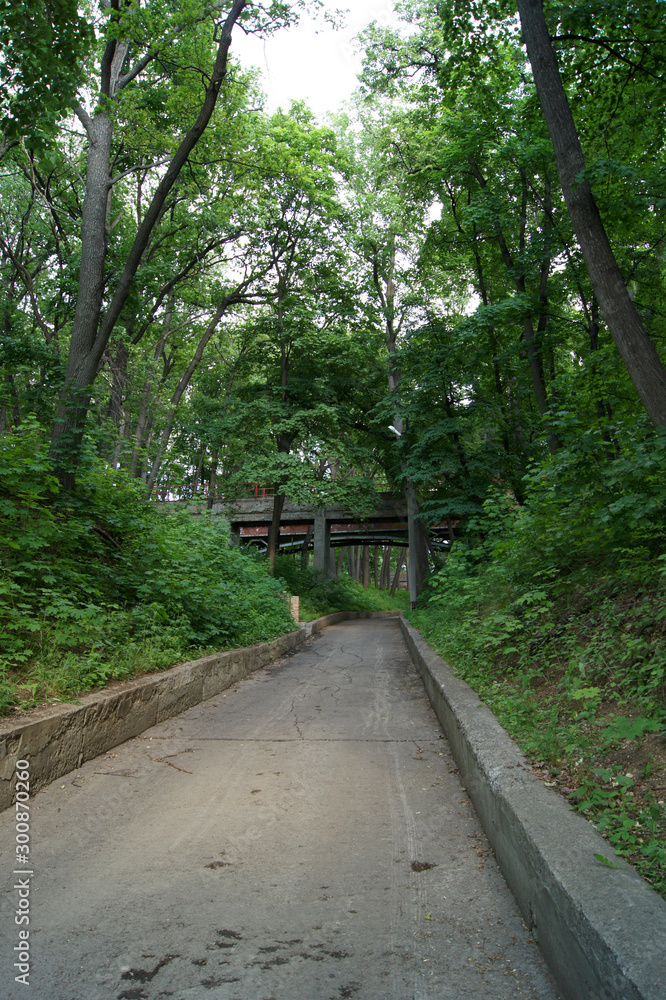 Obraz premium path between the trees in the Park