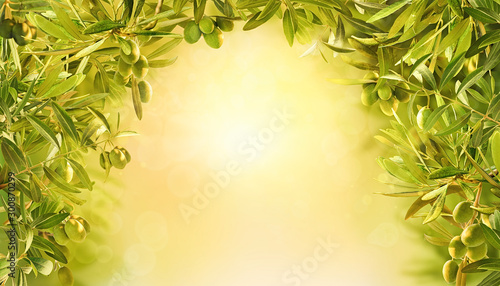 Beautiful background with olives at sunrise in garden. Olives branches on olive tree on yellow background. photo