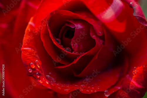 Closeup Red Roses with water droplets on textured petals.