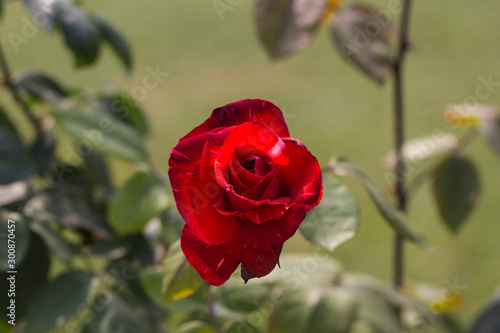 Red Rose.