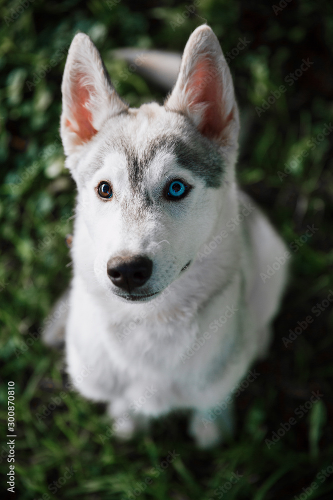 Fototapeta premium beautiful photo of a husky.dog on a summer walk