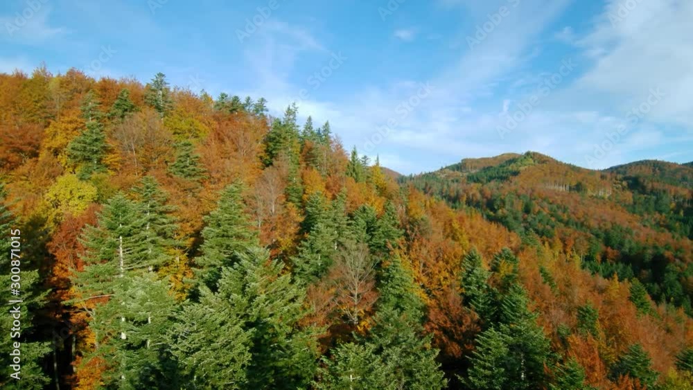 Aerial view of a forest in warm autumn colors in early fall Aerial view of a forest in warm autumn colors in early fall