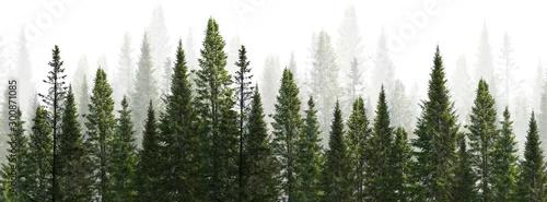 Panel kuchenny z motywem dark green straight trees forest on white