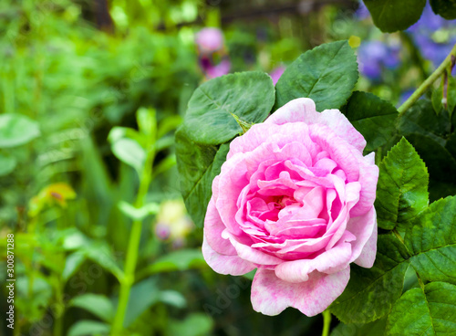 Rosa Centifolia  Rose des Peintres  flower closeup on green garden background