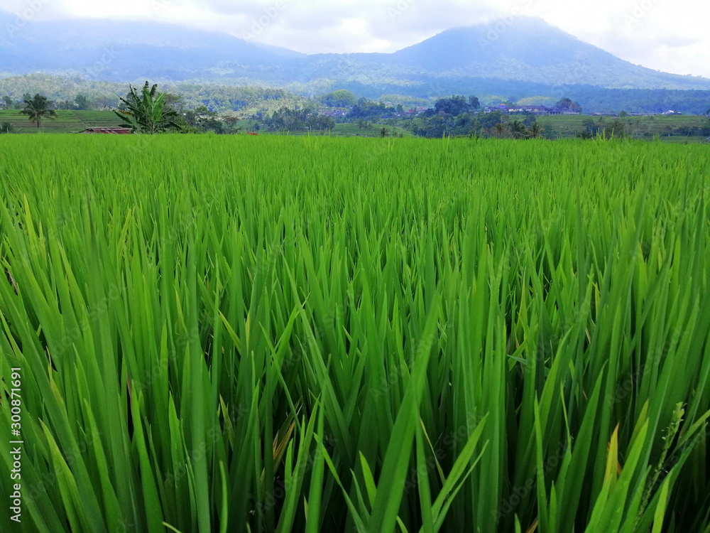 Fototapeta premium View of the green rice fields in Bali