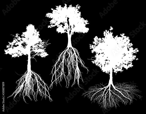 three oak with root silhouettes isolated on black