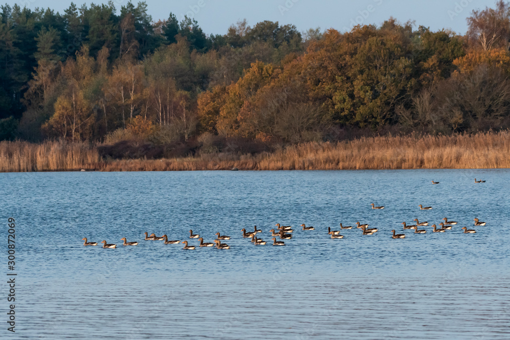 Fall season view with Greylag Geese in a bay
