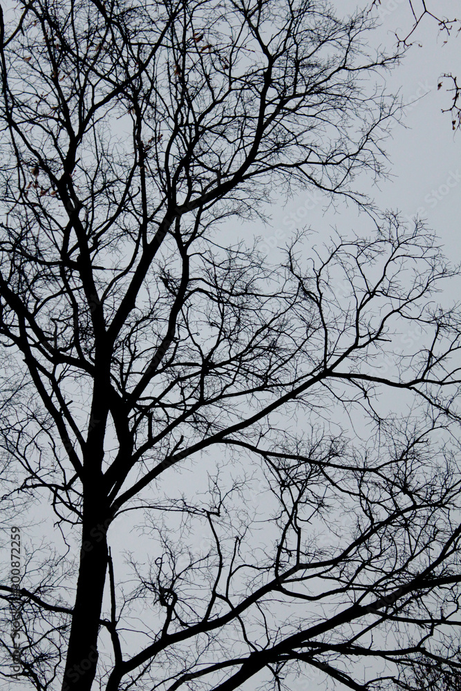 silhouette of naked tree branches silhouette of naked tree branches