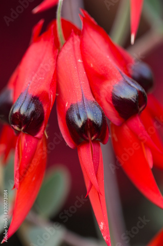 Closeup of  Red Sturt Pea, Swainsona formosa Flower   