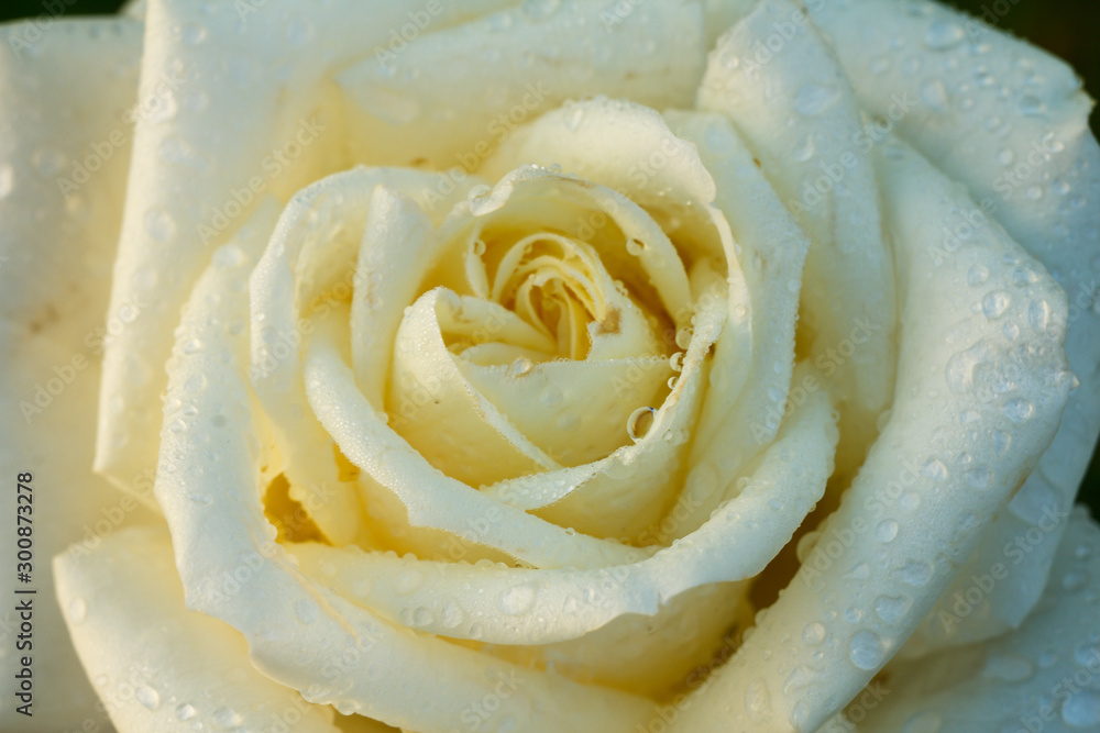 Close-up view of rose bud with blurred background. Close-up view of rose bud with blurred background.
