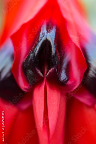 Closeup of  Red Sturt Pea, Swainsona formosa Flower    photo
