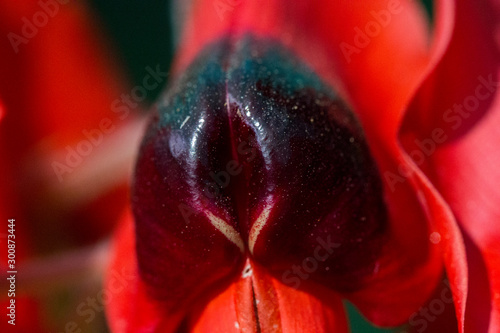 Closeup of  Red Sturt Pea, Swainsona formosa Flower   