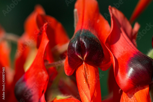 Closeup of  red Sturt Pea, Swainsona formosa Flower   
