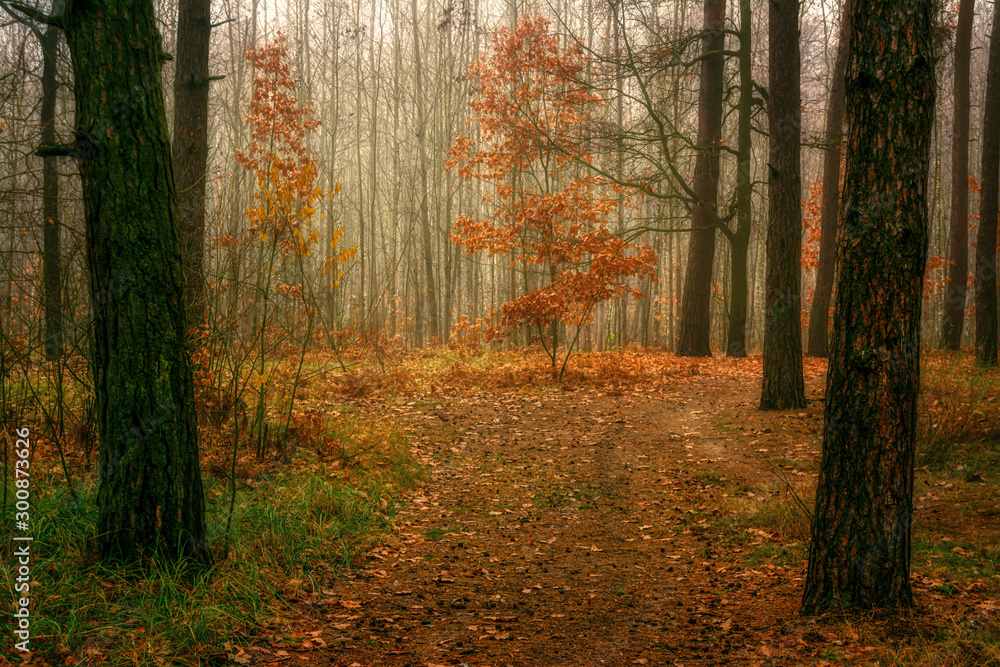 Obraz premium Autumn. Forest. Scenery. Autumn colors transformed the forest. Light fog makes you mysterious. Nice walk.