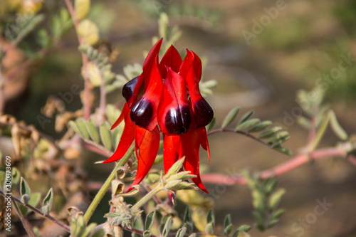 Closeup of  Sturt Pea, Swainsona formosa Flower   