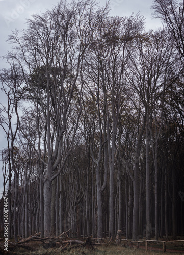 Wallpaper Mural ghost forest on the Baltic Sea in nienhagen Torontodigital.ca