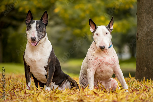 Two senior bull terrier dogs sitting / posing in the park with autumn colored leaves all around. Old white dog with skin disease, rash and lose of fur. 
